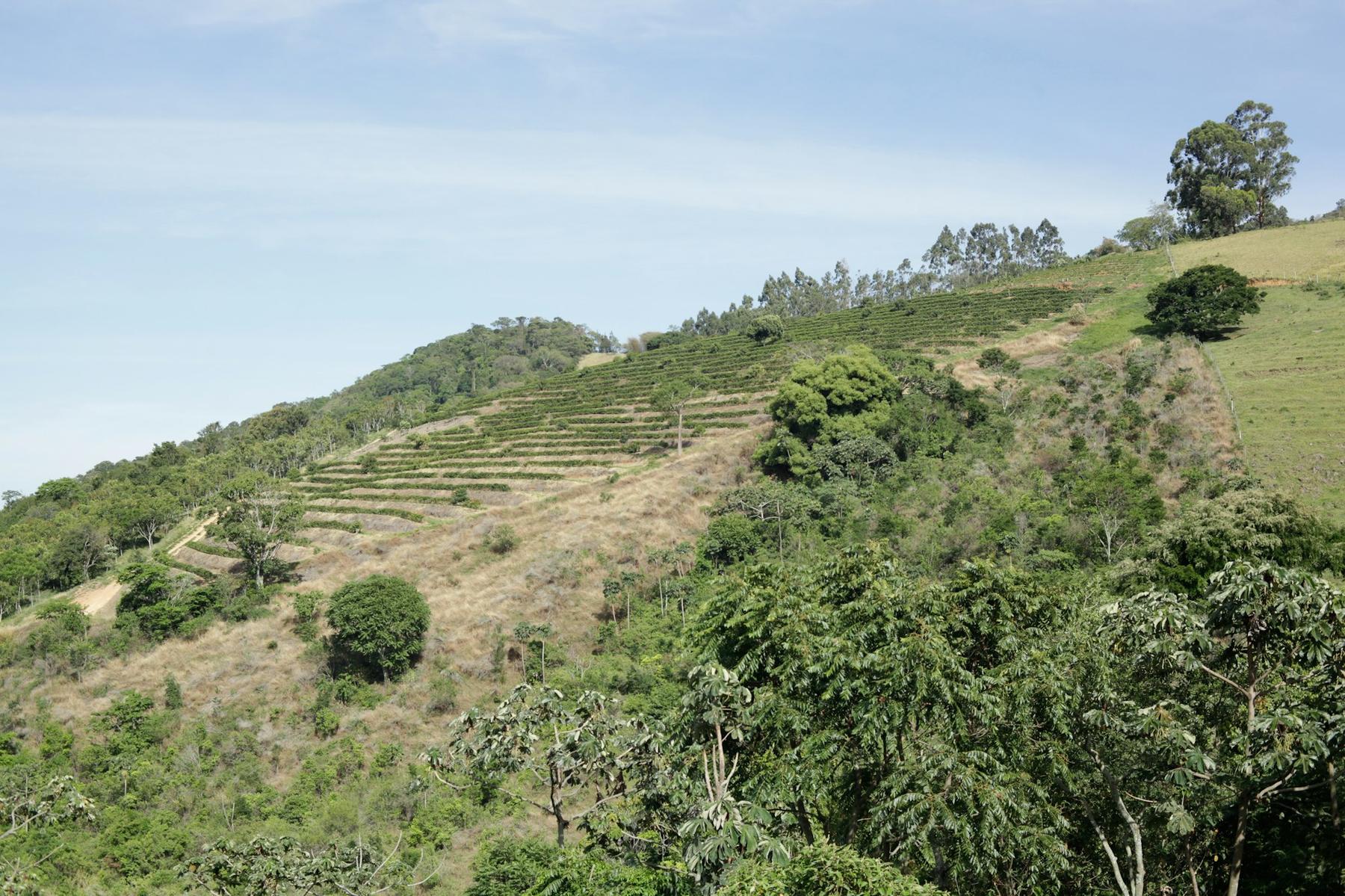Terraced coffee hills in the sun.
